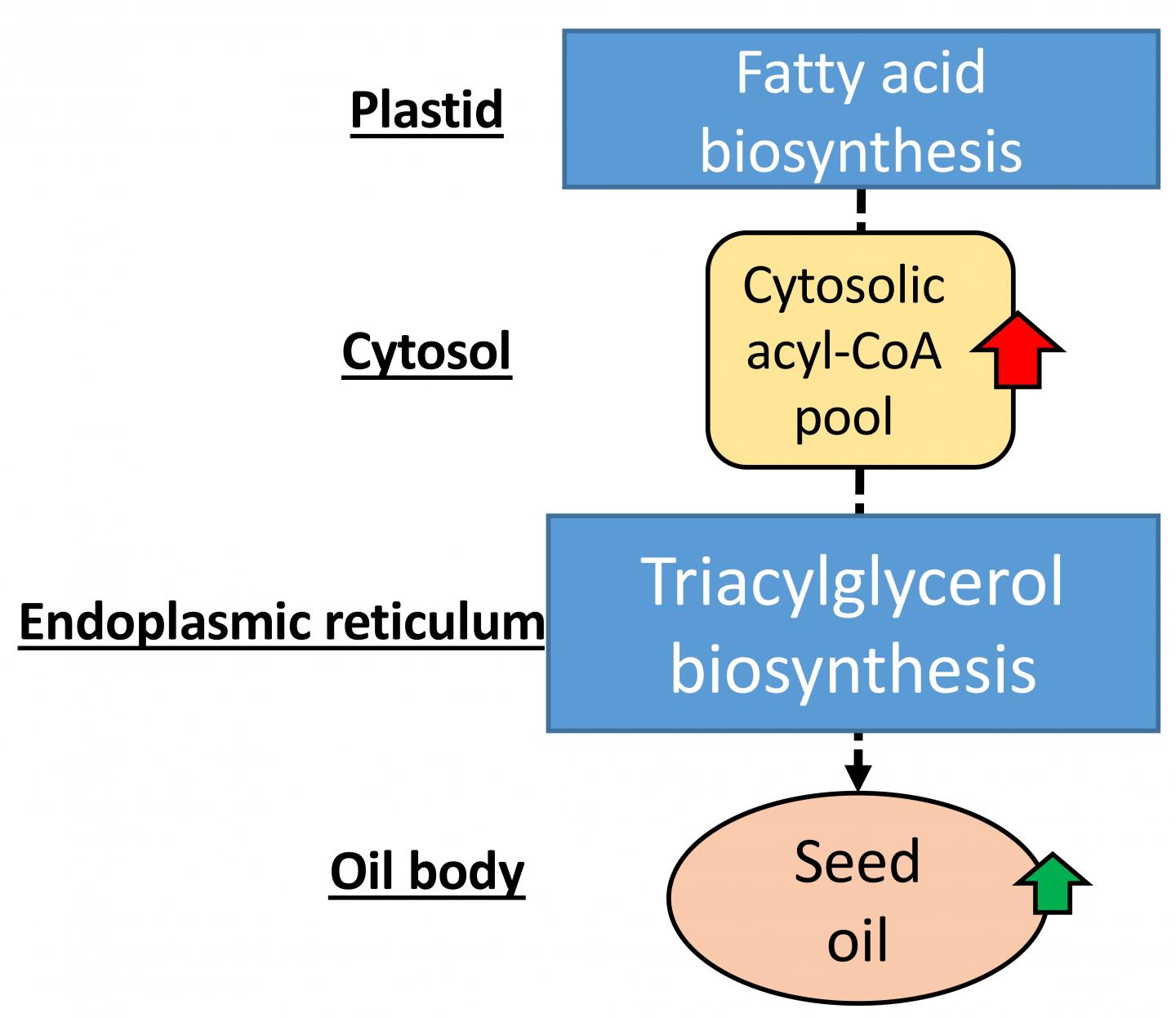 More OsACBP2 Protein Is Available to Bind acyl-CoA Esters'