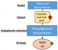 More OsACBP2 Protein Is Available to Bind acyl-CoA Esters'