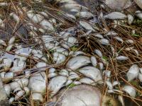 Fish Killer -- <i>Prymnesium parvum</i>