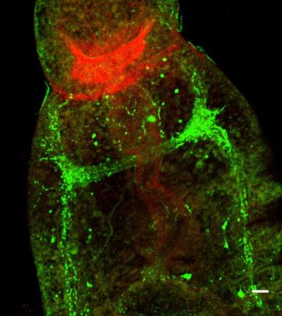 Schistosoma Mansoni