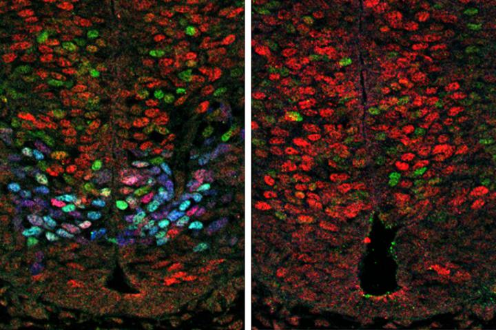 Cellular Comparison Image