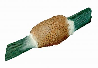 Epichloë typhina