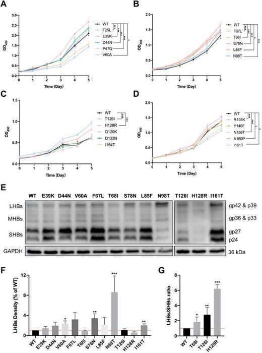 Several high-frequency pre-S mutations identified in occult HBV infection (OBI) significantly promote cell proliferation.