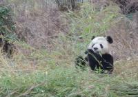 Munching Panda (1 of 2)