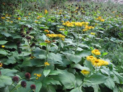 Heartleaf Oxeye