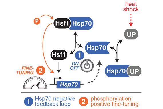 Heat Shock Response