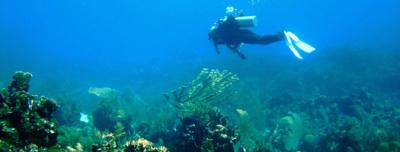 Diver