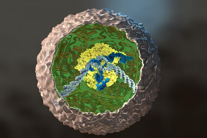 Reprogrammed Stem Cell Drawing