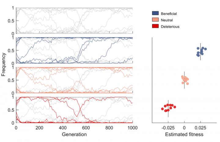 Mutant frequency trajectories exhibit complex dynamics due to linkage affects.