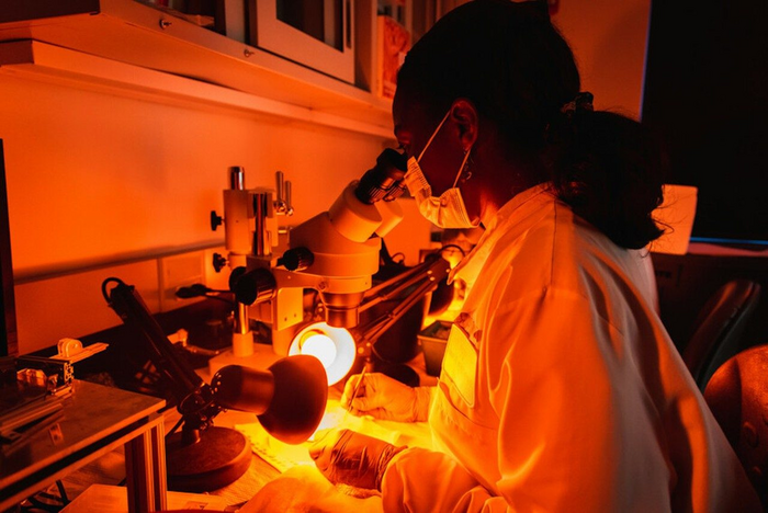 lab