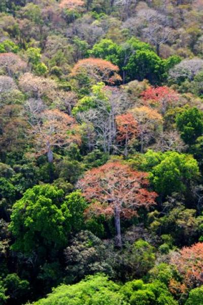 Lowland Tropical Forest in Panama