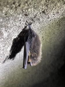 bat