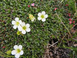 Diapensia lapponica