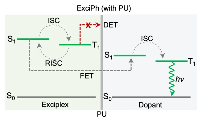 Figure 2. Exciton energy transfer pathways in the exciplex-assisted phosphorescent layer (ExciPh)