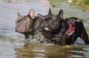 Selection for Short-Nose and Small Size Creates a Behavioural Trade-Off in Dogs