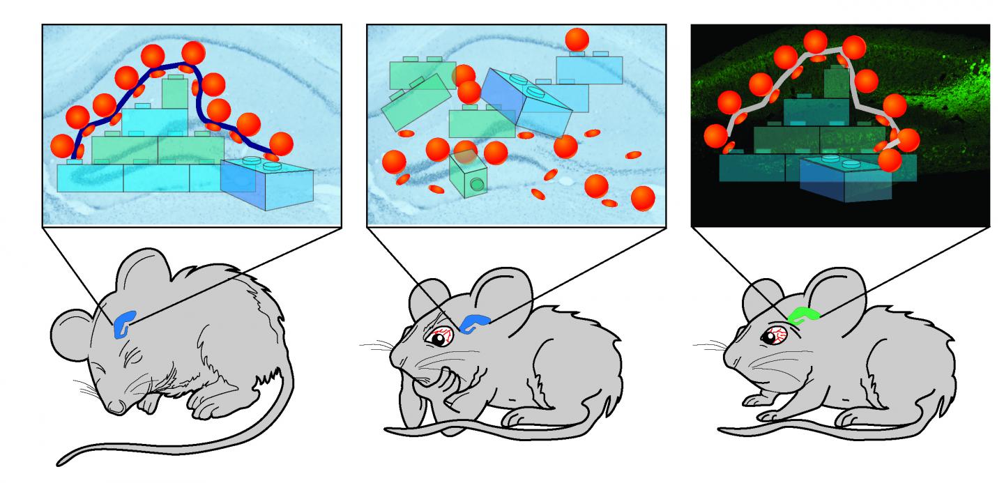 Preventing Memory Deficits from Sleep Deprivation