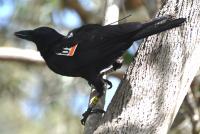 Tagged Crow