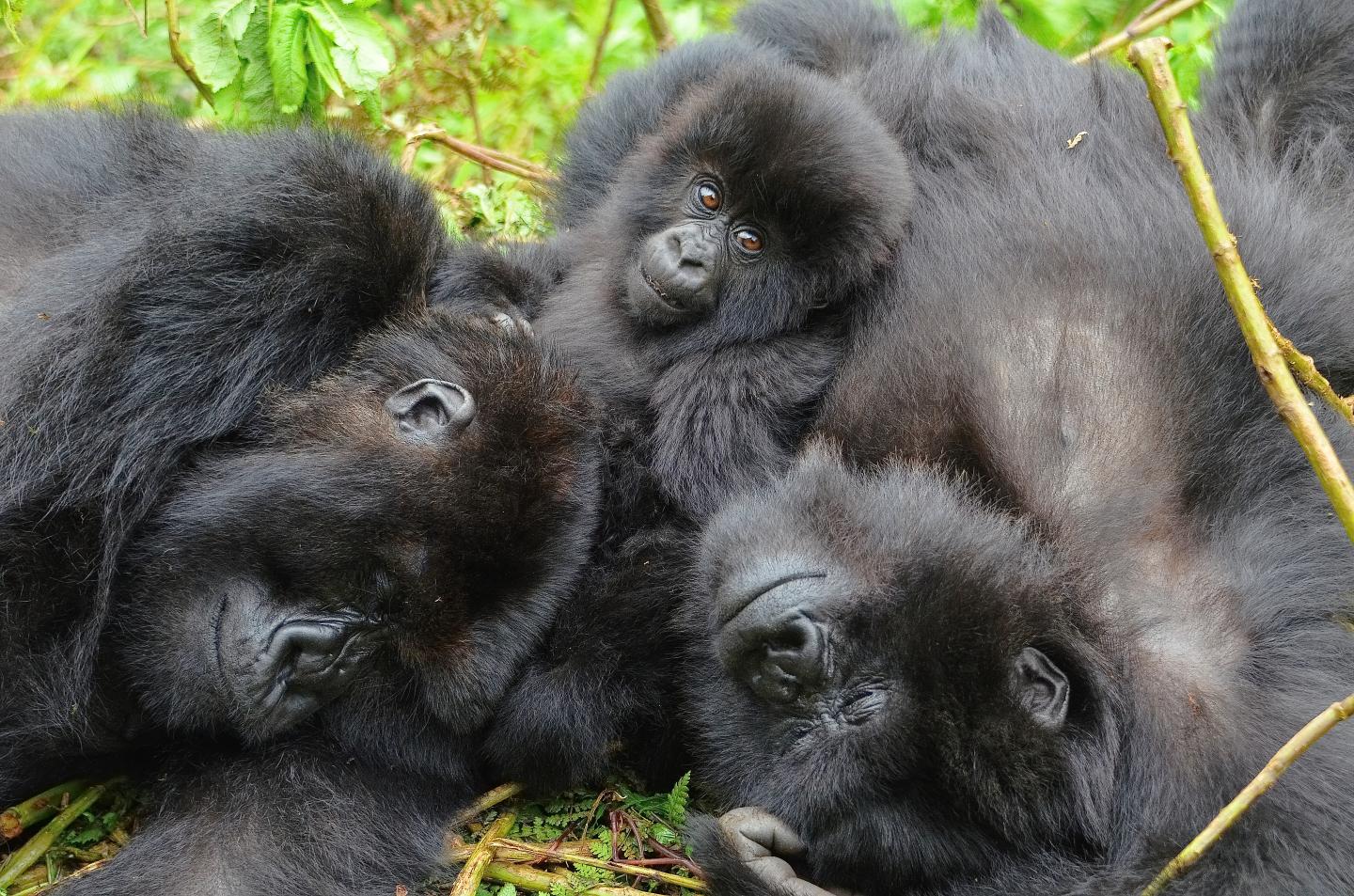 Gorillas