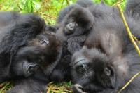 Gorillas
