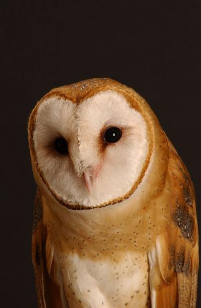 Barn Owl