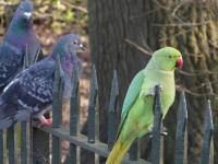 Birds on Fence