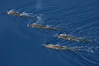 Arnoux's Beaked Whales
