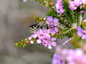 Native bee