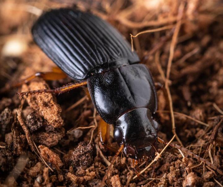 Beetle