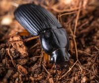 Beetle