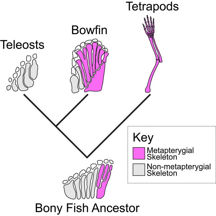 The bowfin informs the evolution of the appendage skeleton