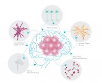Viral/Host Networks