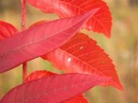 Michaux's Sumac (3 of 3)