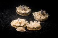 <i>Cassiopea</i> jellyfish