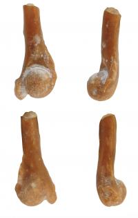 Frog Fossil Found in Northwestern Puerto Rico