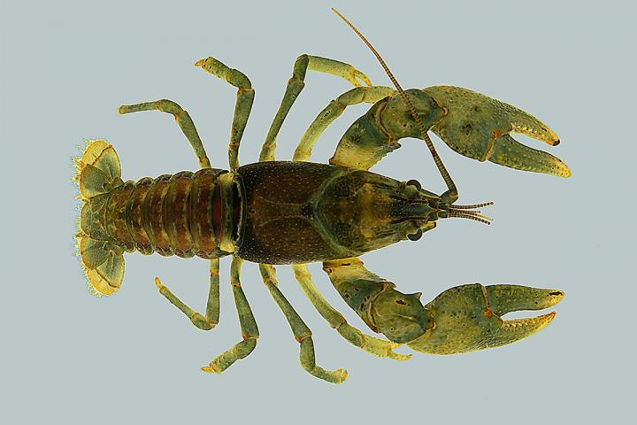 <i>Faxonius eupunctus</i>