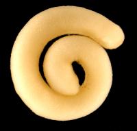 Worm-like Molluscs