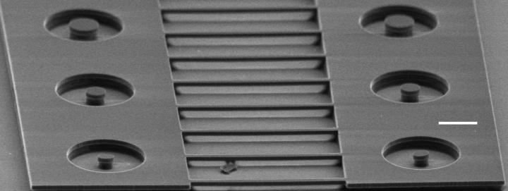 An Array of Microdisks and Nanobeam Photonic Cavities