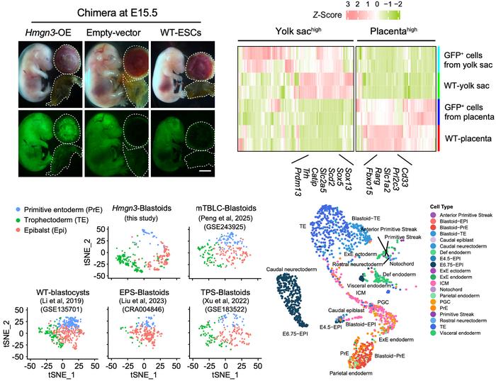 Hmgn3 is critical for inducing totipotency in mouse embryonic stem cells
