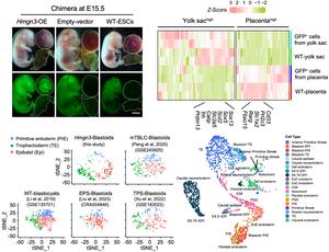 Hmgn3 is critical for inducing totipotency in mouse embryonic stem cells