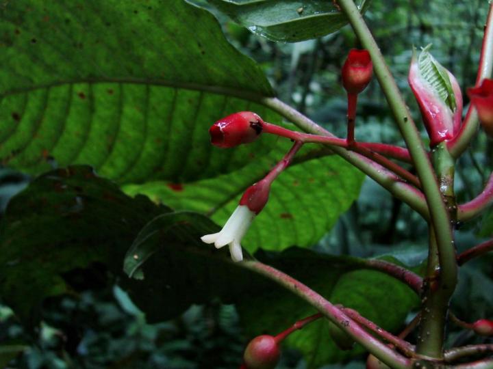 <i>Sommera cusucoana</i>