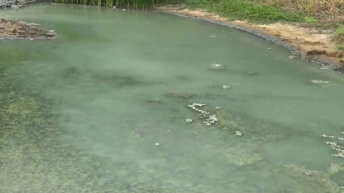 Sulphur molly waves