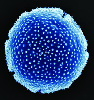 Fossil Pollen