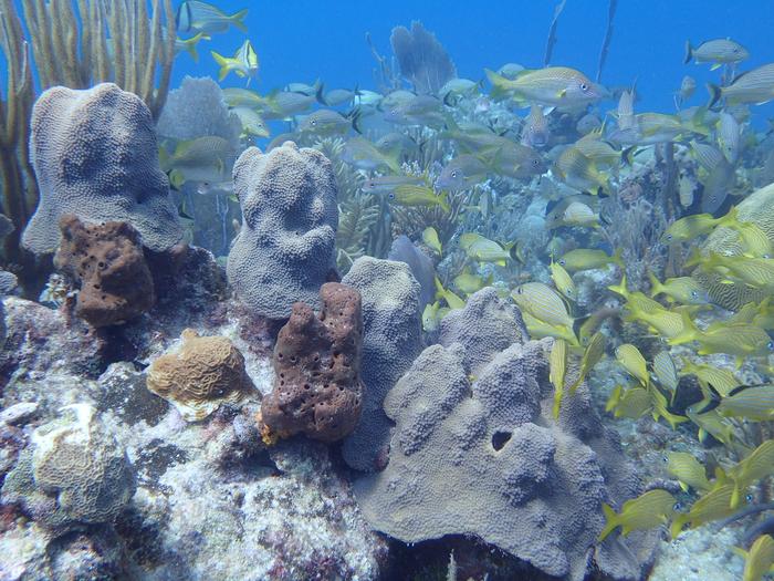 Coral reef, Cuba