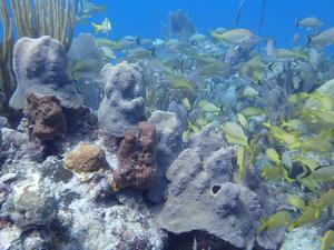Coral reef, Cuba