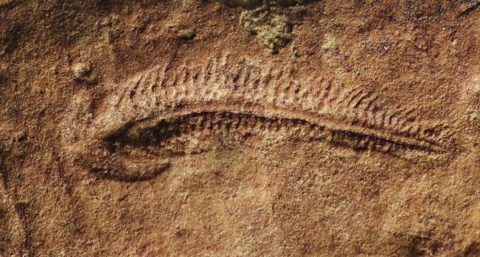 Spriggina floundersi fossil