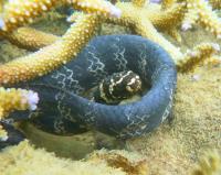 Turtle-Headed Seasnake (2 of 3)