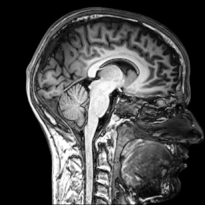 NSF Neuroscience and Cognitive Science Awards