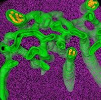 Close-Up View of Algae's Carbon Concentrating Mechanism