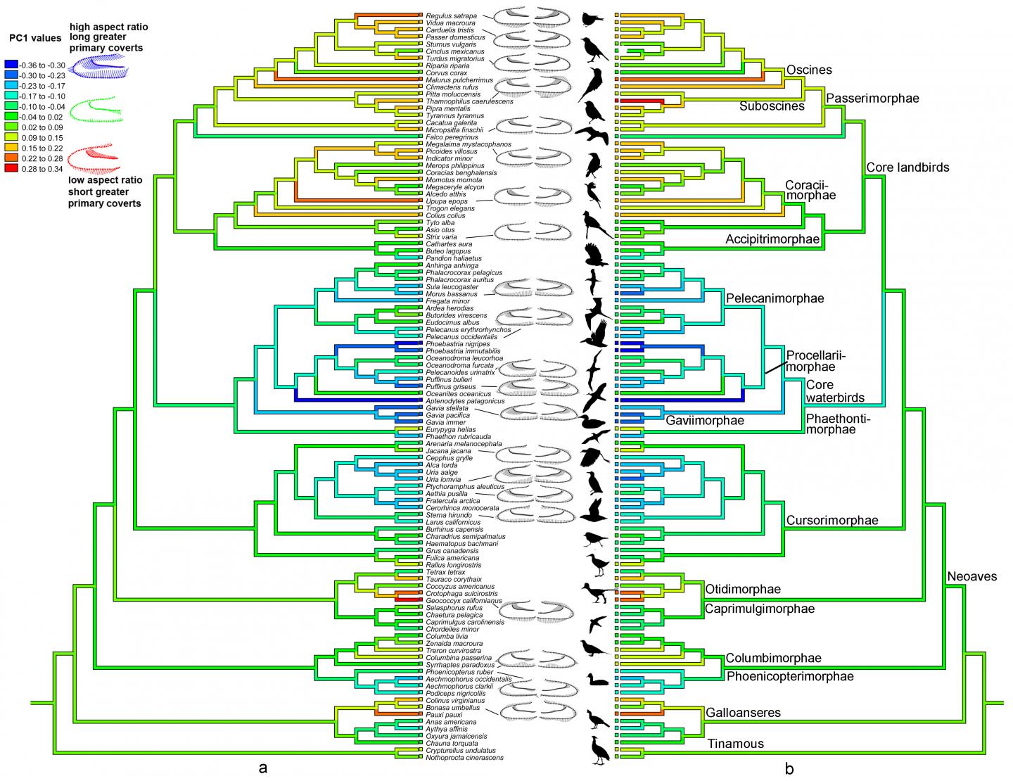 Cladogram