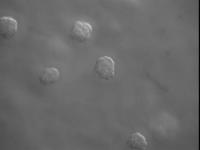 Cellular Health